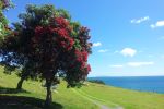Image of THE MOUNT ~ MAUAO - Mt Maunganui